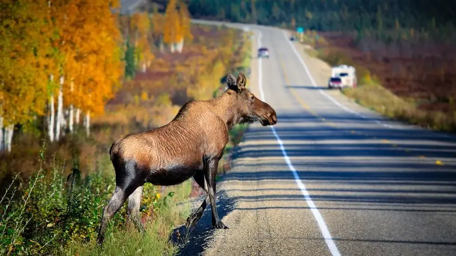 Hirvikolarit lisääntyvät Suomessa, eniten Mikkelissä